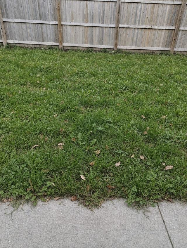 An overgrown lawn before cutting